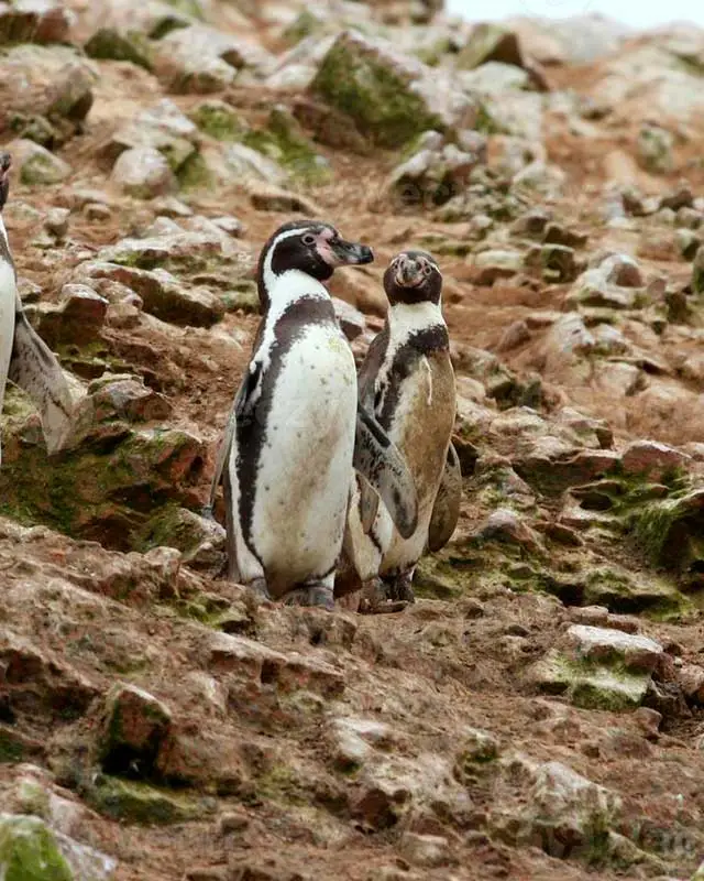 Pingüinos de Humboldt en Islas Ballestas durante el Tour Paracas Ica y Cañón de los Perdidos 2 dias y 1 noche desde Lima