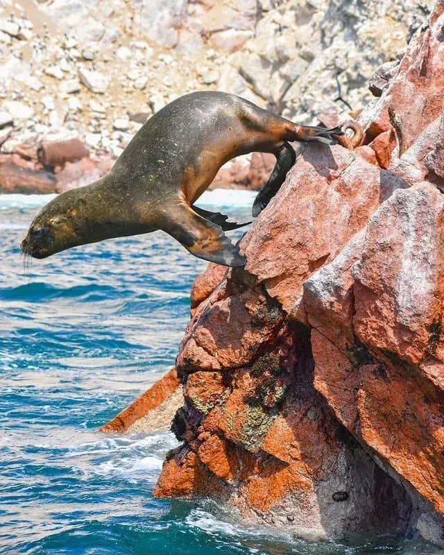 Lobo marino sobre rocas durante el tour a Islas Ballestas en Paracas